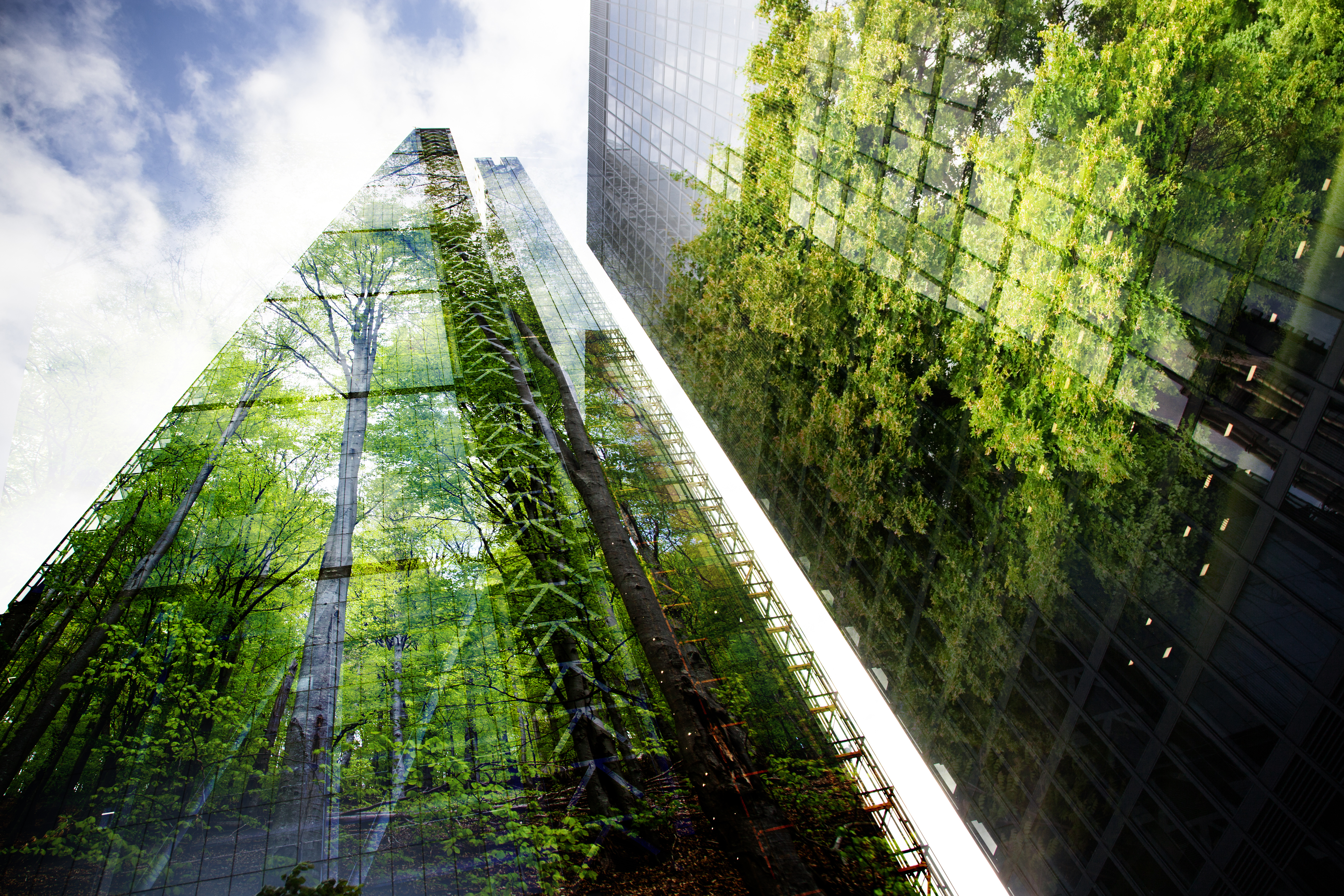 Skyscrapers with trees in the reflection