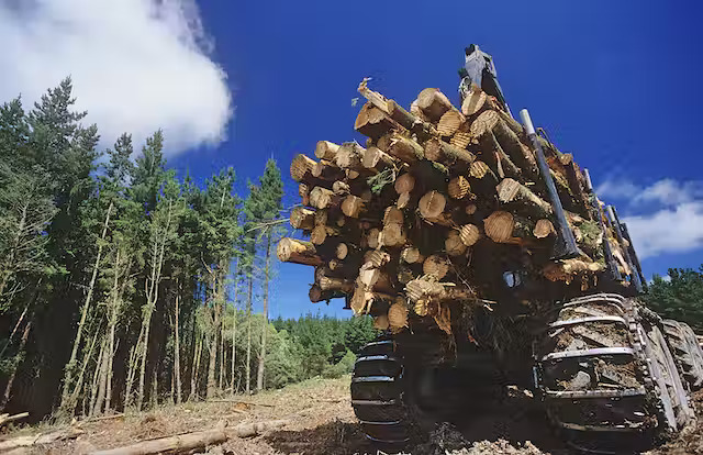 Back view of logging truck piled with logs