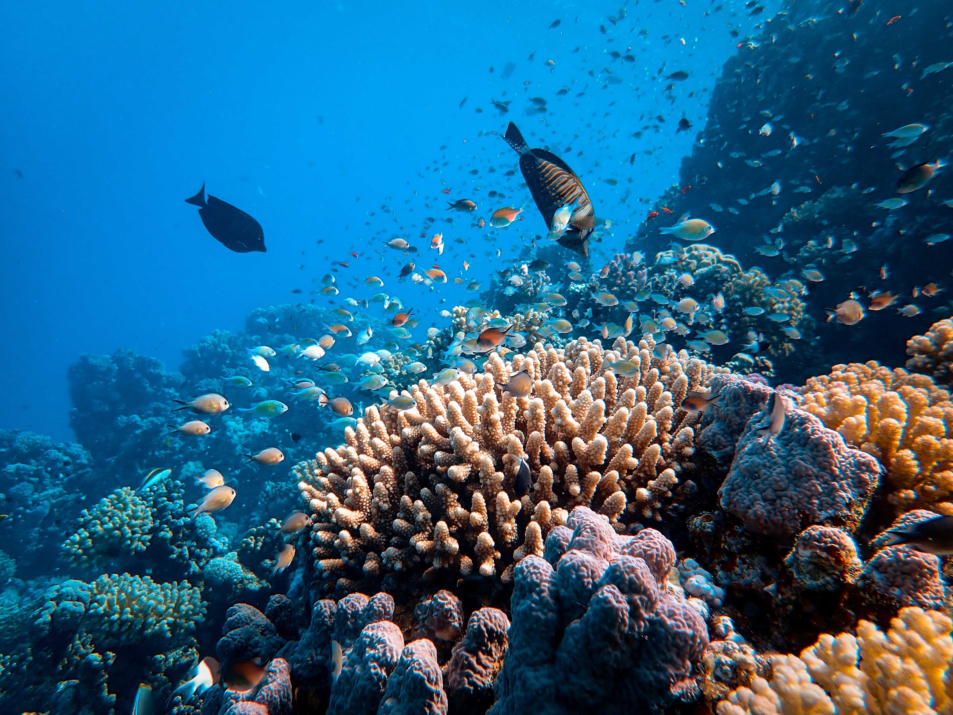 A colourful coral reef full of sea life. 