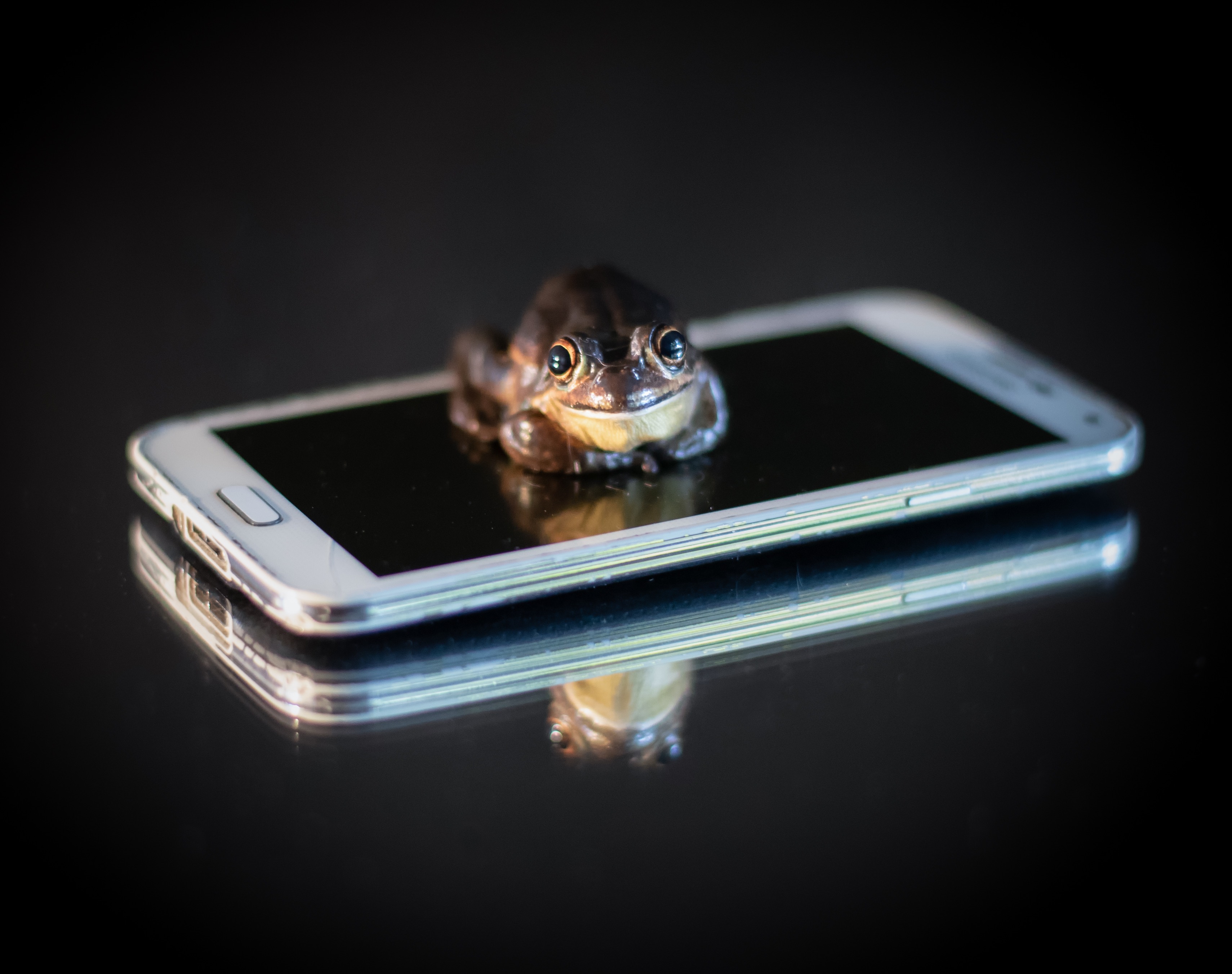 frog%20phone