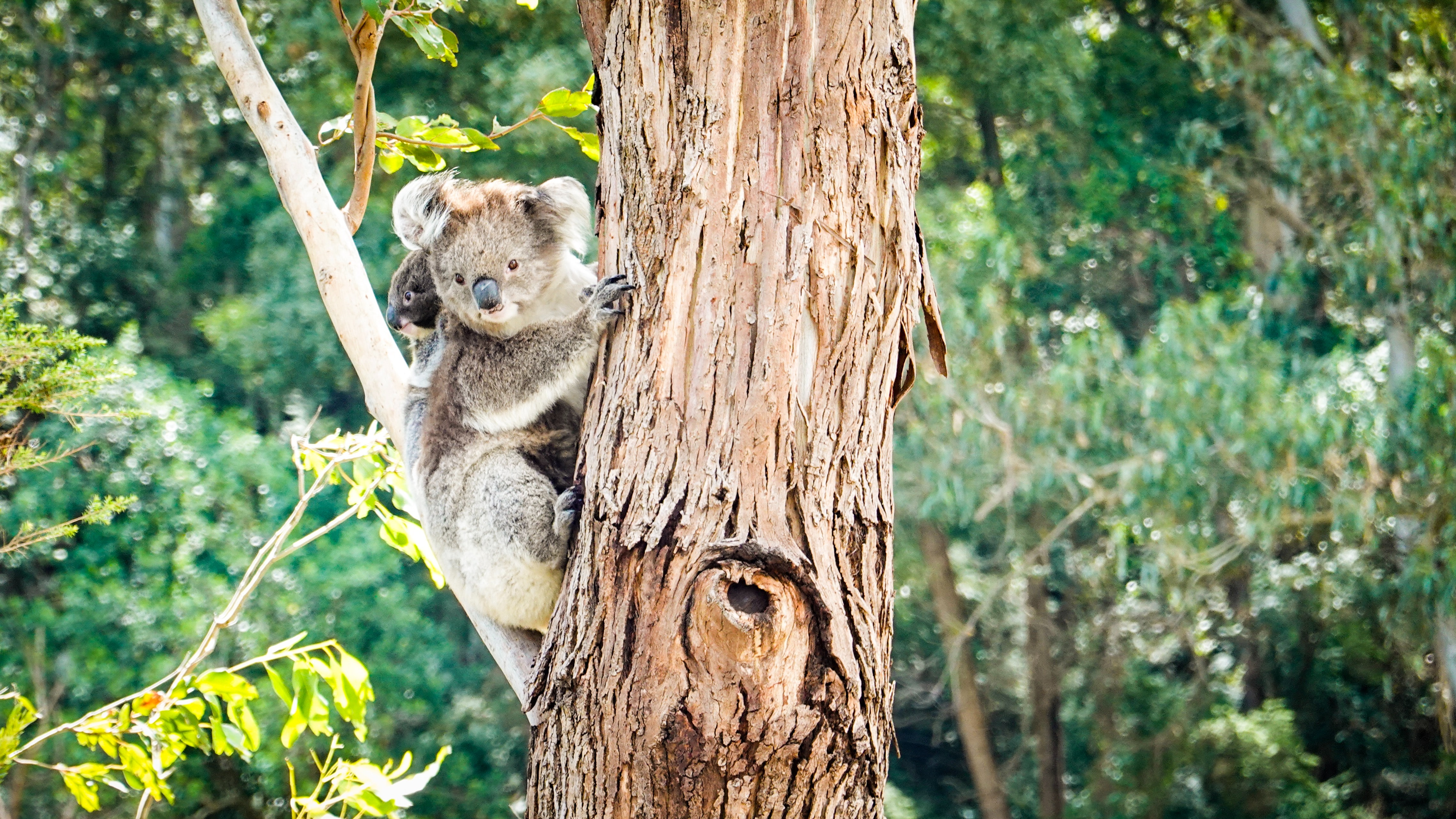 A koala in a tree with a baby on her back. 