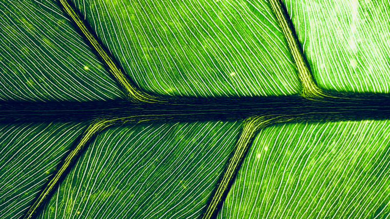 Close up of leaf structure
