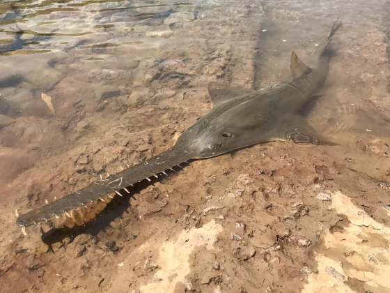Picking winners: the freshwater sawfish has been chosen as a priority species - while hundreds of others have not. AAP