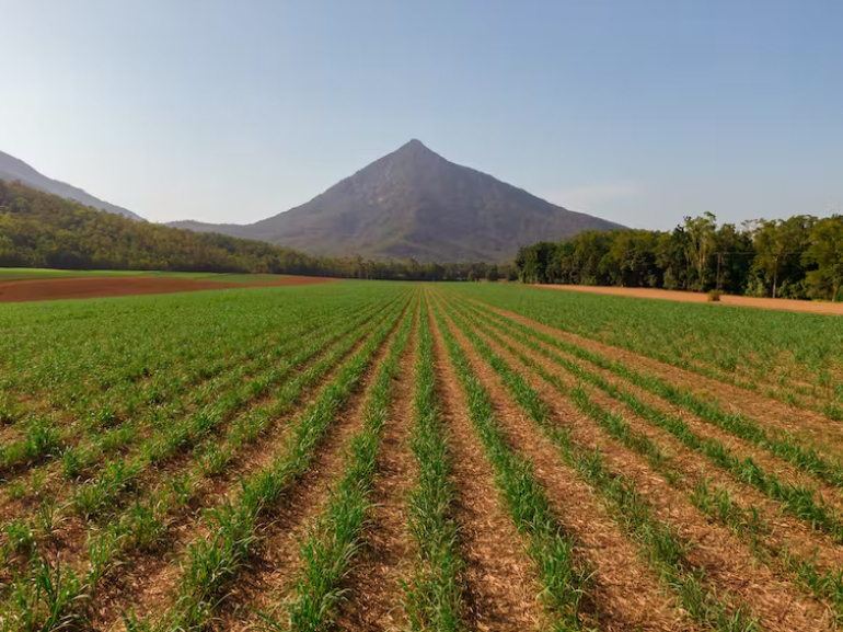Farming fields with mountain in background
