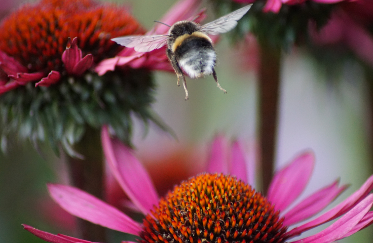 Bee flies towards a flower