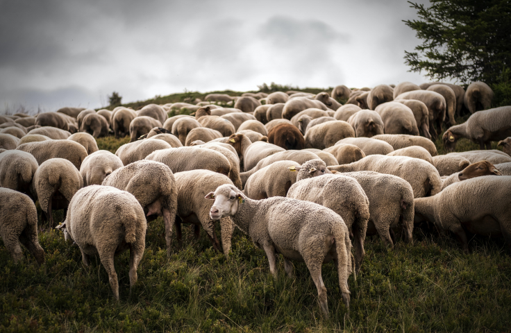Herd of sheep